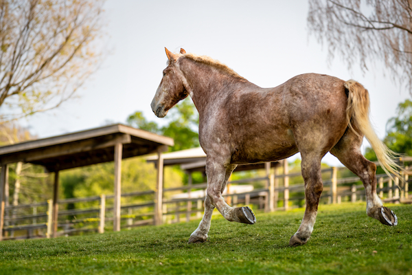 A horse walking on green grass in an outdoor fenced area with trees and a wooden shelter in the background.