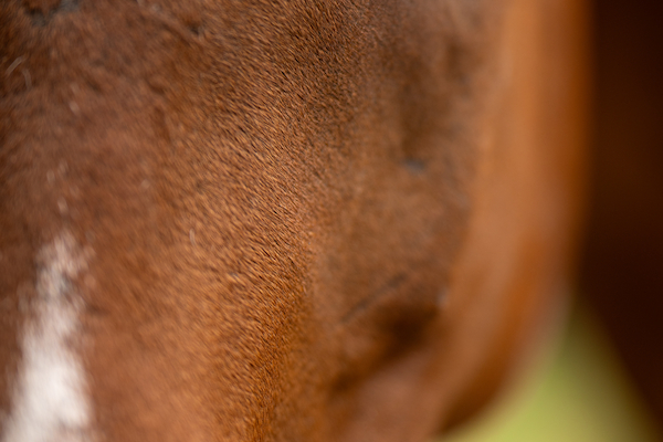 This is a close-up photograph of a horse's face, focusing on the eye and part of the muzzle, with a blurred background.