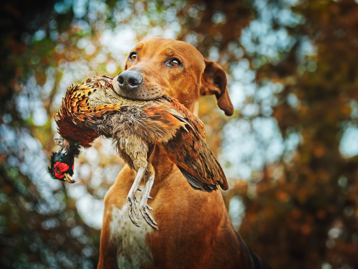 A brown dog in an outdoor setting holds a pheasant in its mouth, with trees blurred in the background, ending the sentence.