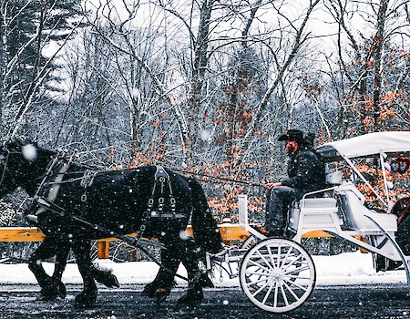 A horse-drawn carriage moves through a snowy landscape, with a driver and passengers under a white canopy, surrounded by winter trees.