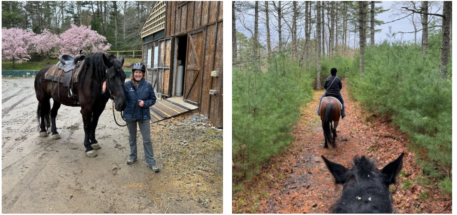 Two photos: someone stands with a horse by a barn under pink trees; next, two people ride horses down a forest trail, seen from a rider's view.