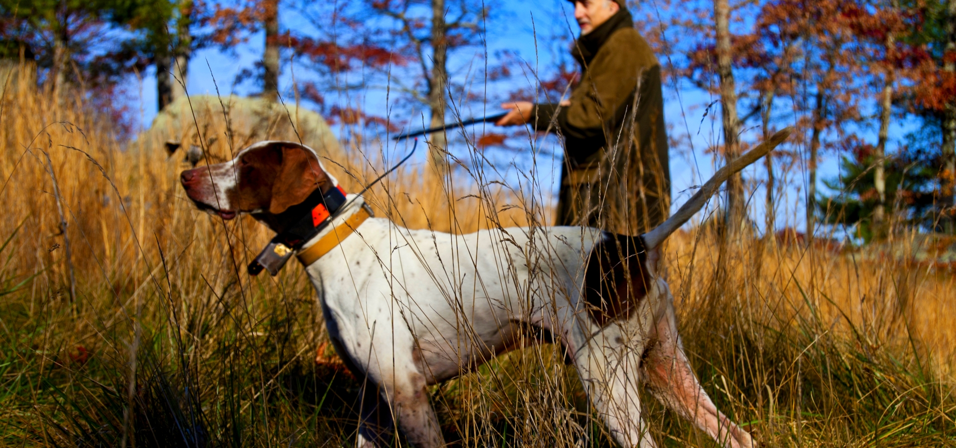 Dog breed for upland hunting at The Preserve Sporting Club