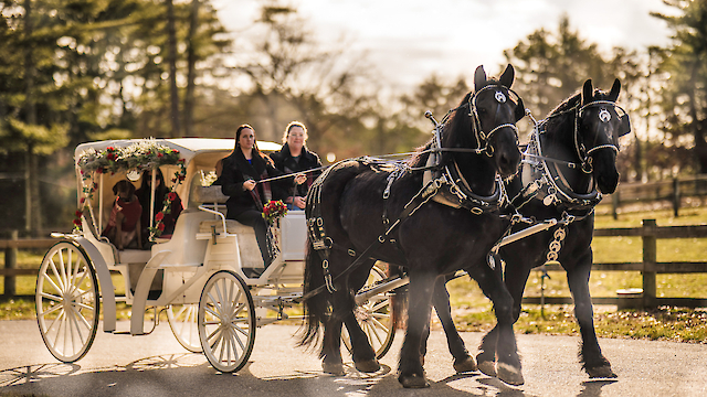 A horse-drawn carriage with two black horses and people riding inside moves along a road, surrounded by a scenic background.