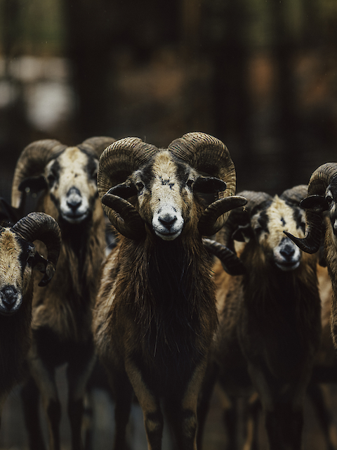 A group of rams with curled horns is standing together, facing the camera, against a blurry background of trees.