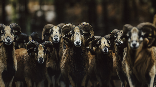 A group of rams with curled horns is standing together, facing the camera, against a blurry background of trees.