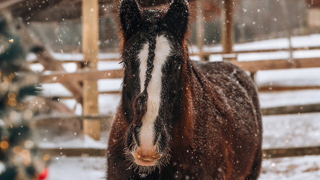 A horse stands in a snowy environment near a decorated tree, with a wooden fence and shelter in the background.