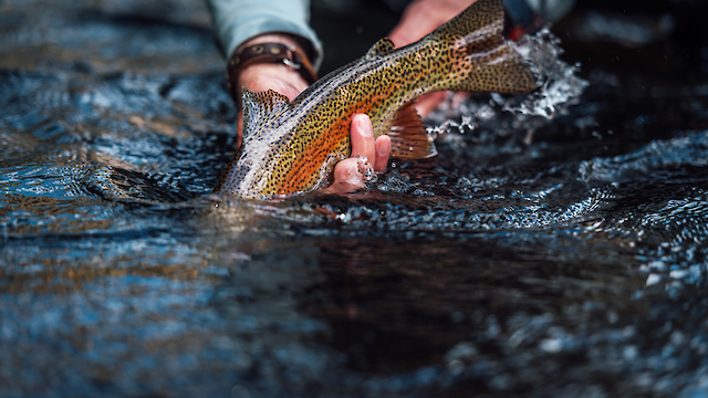 The image shows a person gently releasing a colorful trout into the water, with the fish partially submerged, creating ripples.